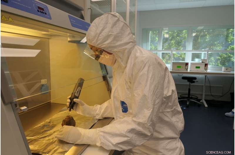 New Genomic Evidence Shows Climate, Not Humans, Killed Woolly Rhinoceros