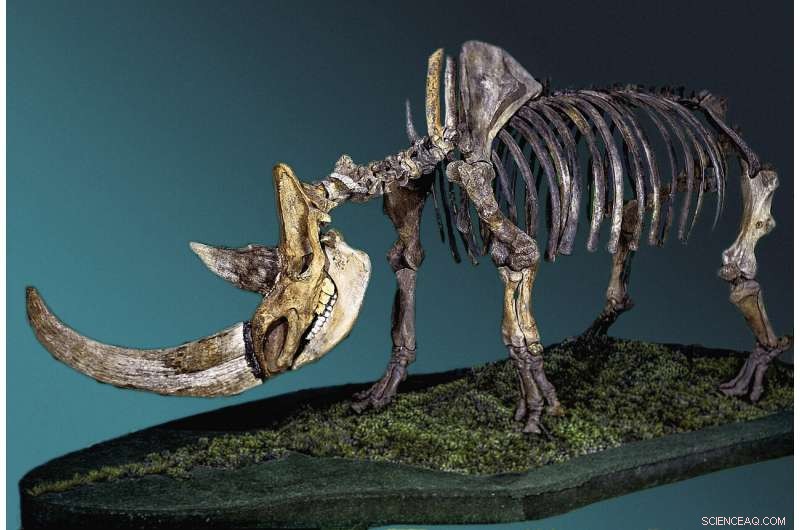 New Genomic Evidence Shows Climate, Not Humans, Killed Woolly Rhinoceros