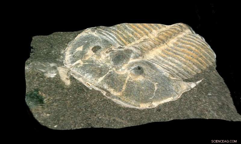 Ancient Trilobite Eye Reveals Vision Comparable to Modern Insects