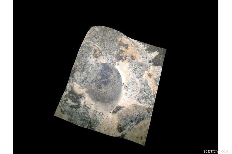 Ancient Trilobite Eye Reveals Vision Comparable to Modern Insects