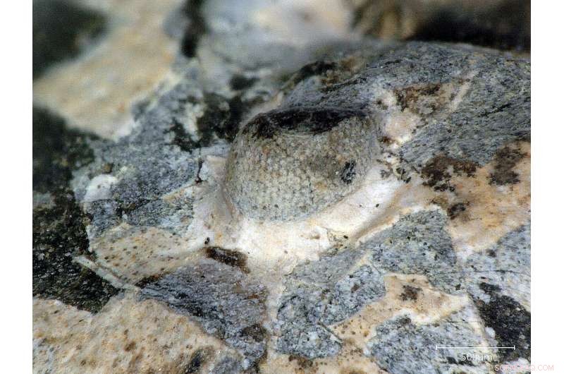 Ancient Trilobite Eye Reveals Vision Comparable to Modern Insects