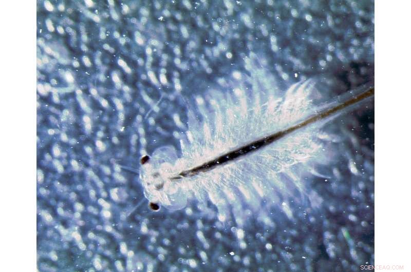 Ancient Trilobite Eye Reveals Vision Comparable to Modern Insects