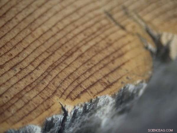 Revised Carbon‑Dating Timeline Redefines Our View of History and Climate Change