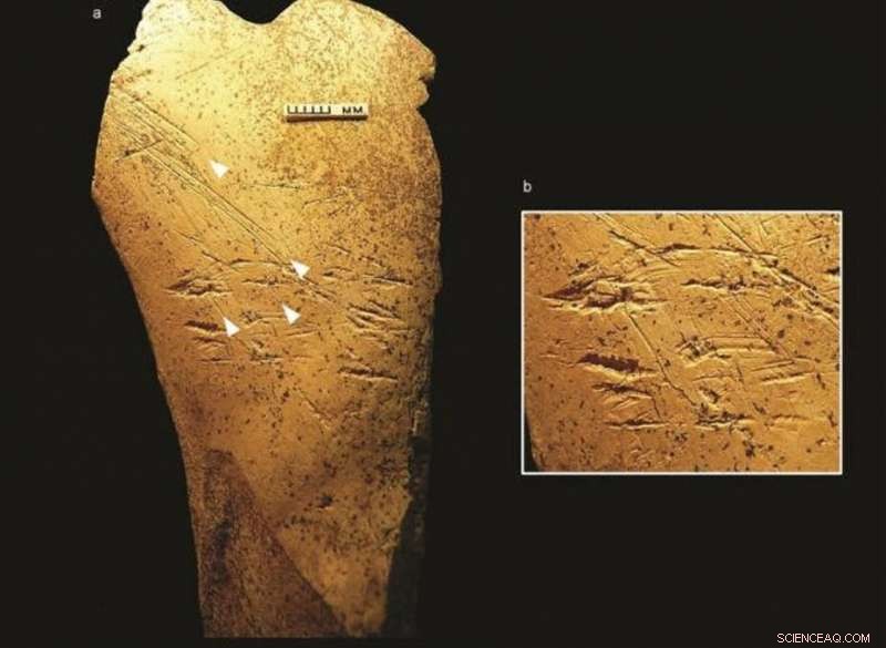 Boxgrove Excavation Reveals Europe’s Oldest Bone Tools, Offering New Insights into Early Human Makers