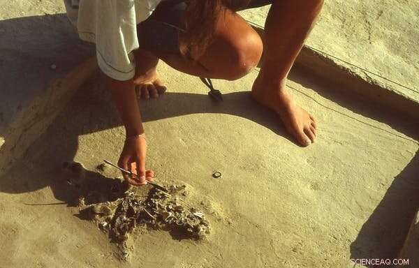 Boxgrove Excavation Reveals Europe’s Oldest Bone Tools, Offering New Insights into Early Human Makers