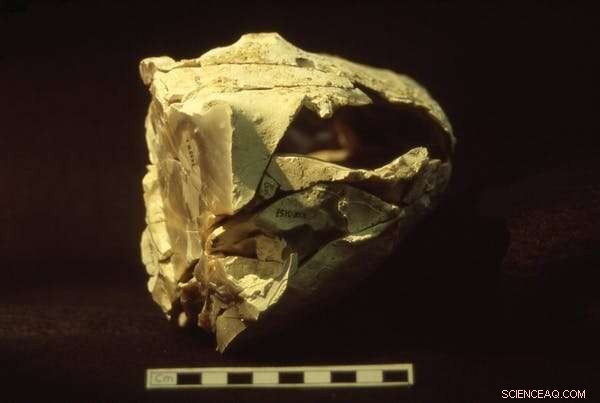 Boxgrove Excavation Reveals Europe’s Oldest Bone Tools, Offering New Insights into Early Human Makers