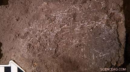 Archaeologists Uncover 200,000-Year-Old Grass Beds Used by Early Humans