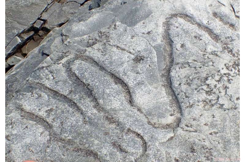 Cambrian Fossil Trails Unveil Early Marine Biodiversity
