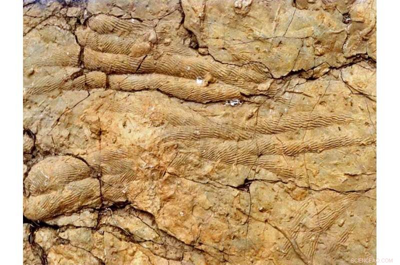 Cambrian Fossil Trails Unveil Early Marine Biodiversity
