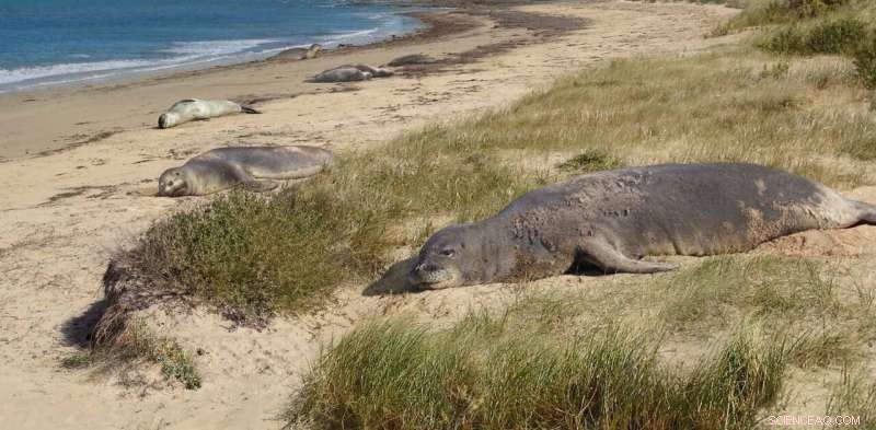 Australia s Lost Seals: Small, Curious Marine Mammals That Thrived Among Ancient Giants