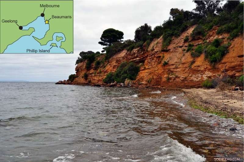 Australia s Lost Seals: Small, Curious Marine Mammals That Thrived Among Ancient Giants