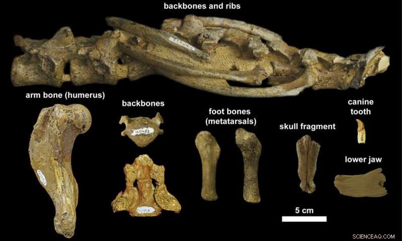 Australia s Lost Seals: Small, Curious Marine Mammals That Thrived Among Ancient Giants