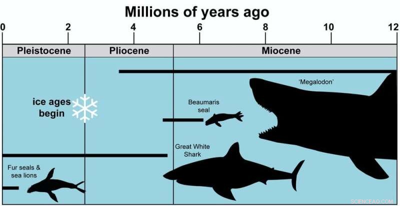 Australia s Lost Seals: Small, Curious Marine Mammals That Thrived Among Ancient Giants
