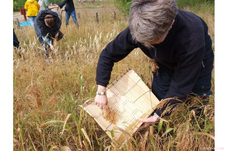 The Rapid Adoption of Foreign Foods in Bronze Age Europe