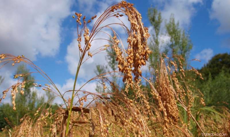The Rapid Adoption of Foreign Foods in Bronze Age Europe