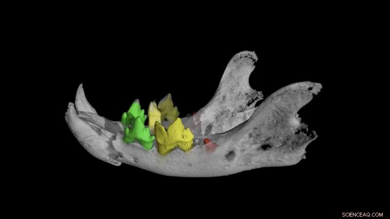 Unveiling Ancient Egyptian Animal Mummies Through High-Resolution 3D X‑Rays