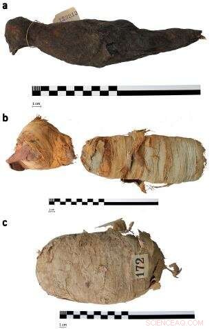 Unveiling Ancient Egyptian Animal Mummies Through High-Resolution 3D X‑Rays