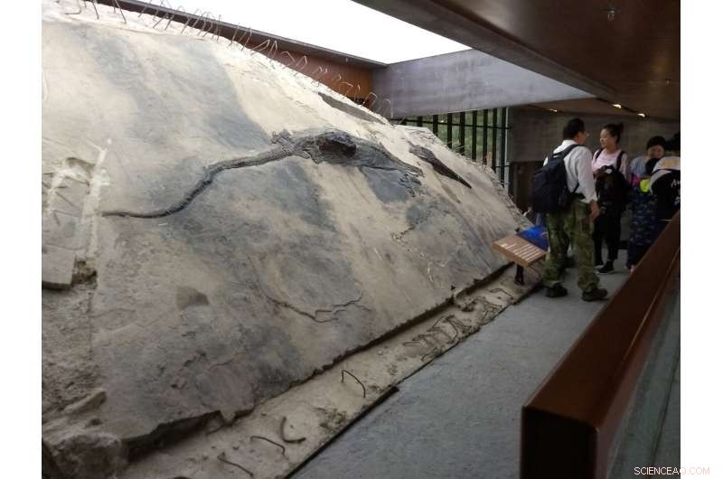 Rare Find: Giant Ichthyosaur Preserved with Prehistoric Prey Inside Its Stomach
