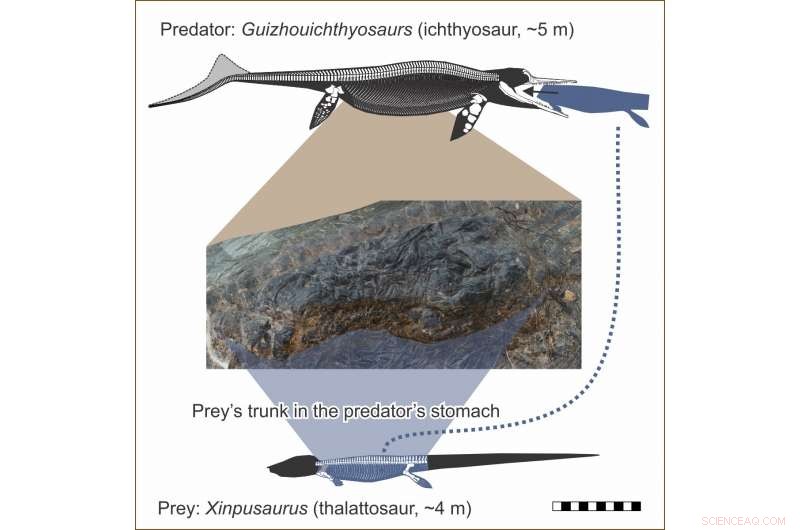 Rare Find: Giant Ichthyosaur Preserved with Prehistoric Prey Inside Its Stomach
