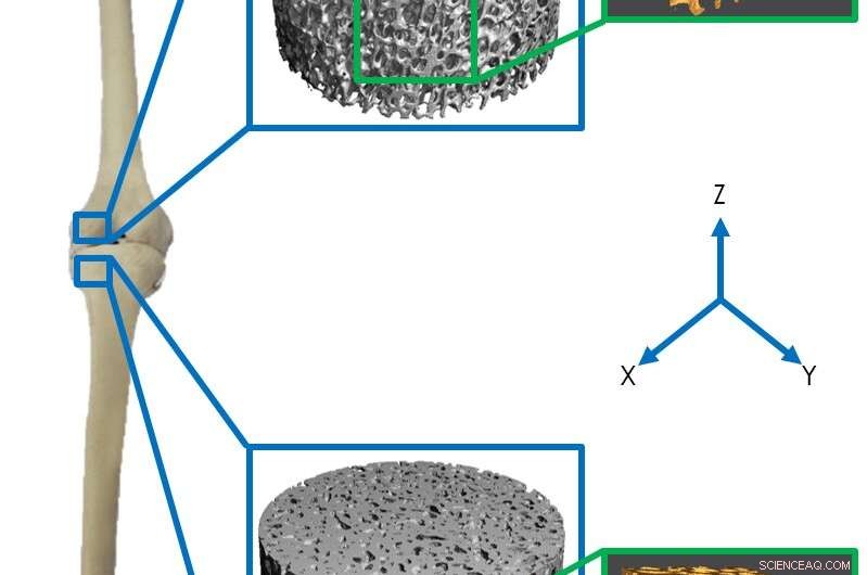 How Unique Bone Structure Allowed Dinosaurs to Carry Massive Weight