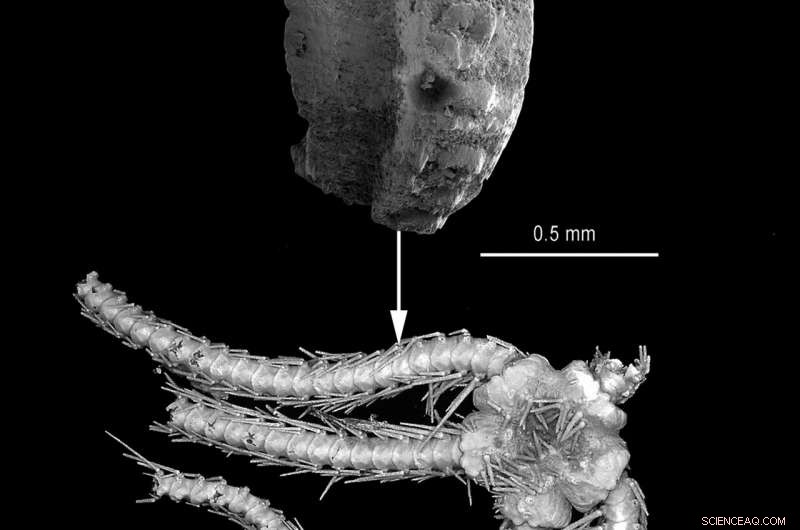 Scientists Name New Cretaceous Brittle Star Species After Nightwish Lead Singer