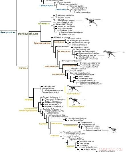Exploring Early Birds: A Comprehensive Volume on Their Evolution and Relatives