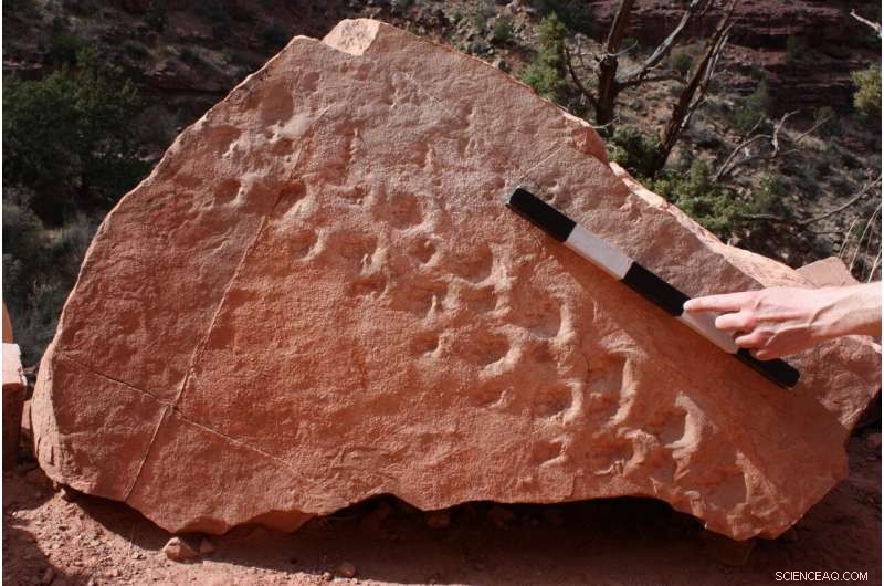 Grand Canyon Rockfall Reveals Ancient Footprints of Prehistoric Creatures