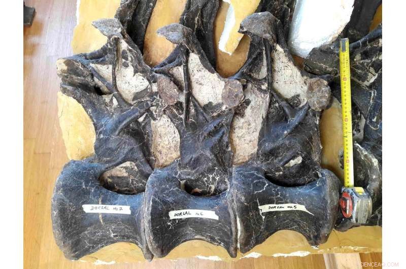 Unveiling Ancient Insights: How Dinosaur Biology Advances Modern Medicine