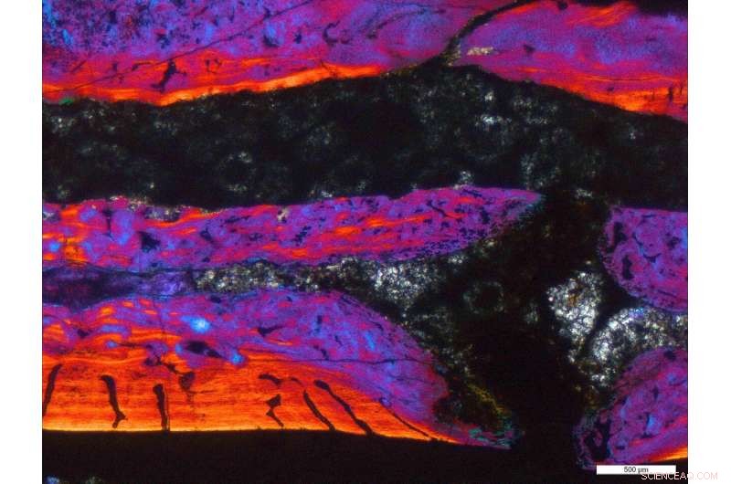 Unveiling Ancient Insights: How Dinosaur Biology Advances Modern Medicine