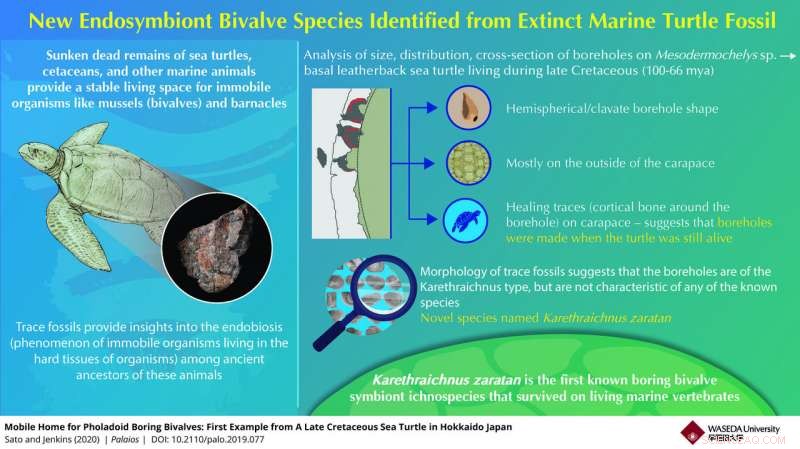 New Extinct Bivalve Species Found Inside Late Cretaceous Leatherback Turtle Shell