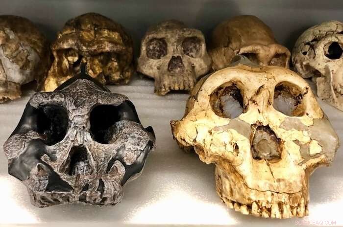 New Fossil Teeth Study Sheds Light on Dietary Evolution of Ancient Herbivores and Hominins