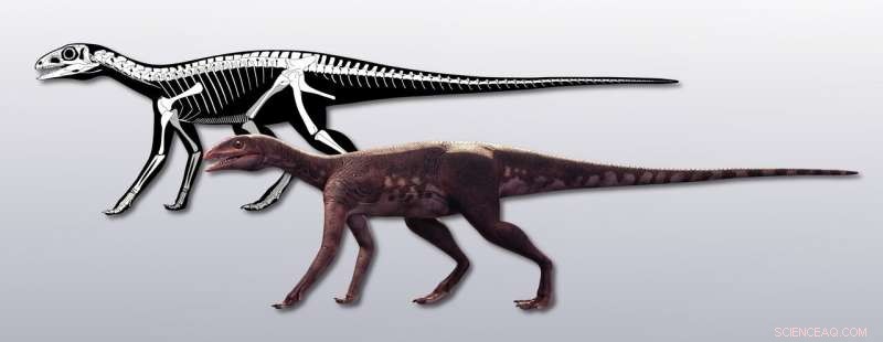 Sacisaurus Reveals Missing Link in Ornithischian Evolution