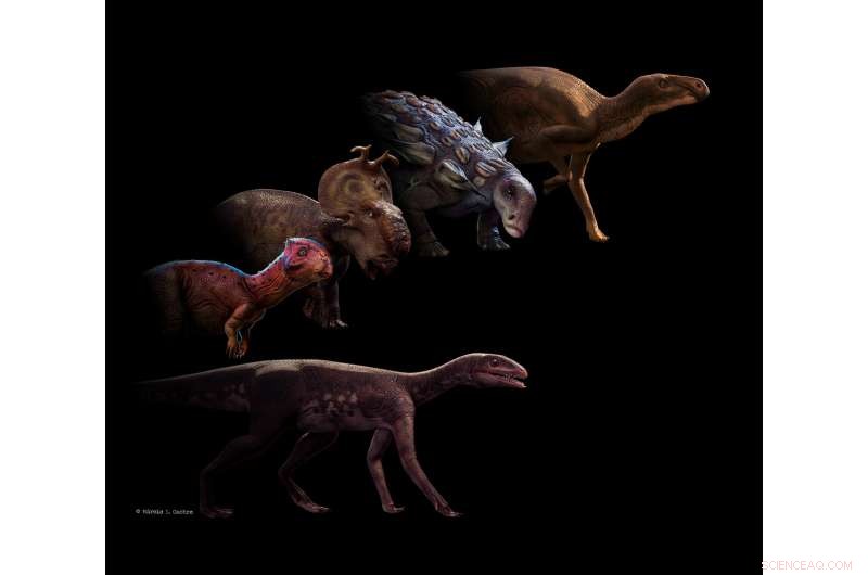 Sacisaurus Reveals Missing Link in Ornithischian Evolution