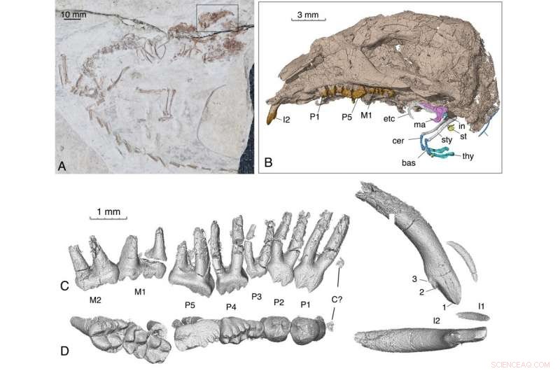 Cretaceous Jehol Fossil Reveals Key Insights into Early Mammalian Middle Ear Evolution