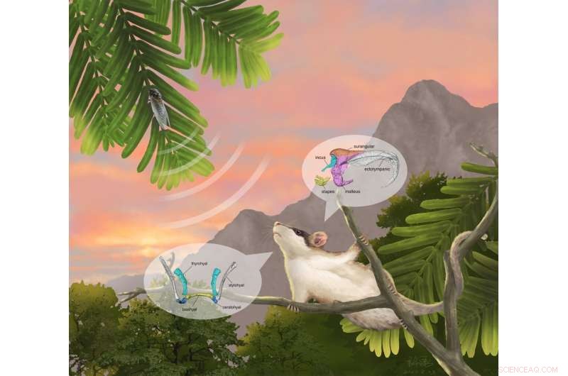 Cretaceous Jehol Fossil Reveals Key Insights into Early Mammalian Middle Ear Evolution