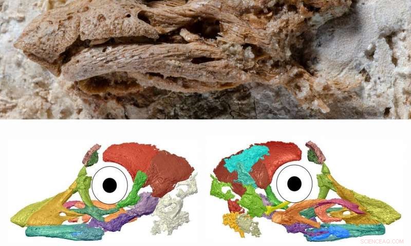 New 3D Imaging of Titanosaur Embryo Uncovers Surprising Facial Features