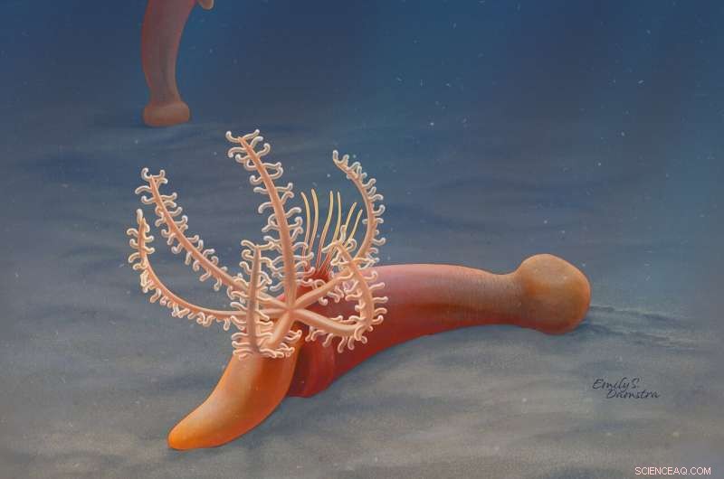 Early Cambrian Fossil Sheds Light on Hemichordate Origins