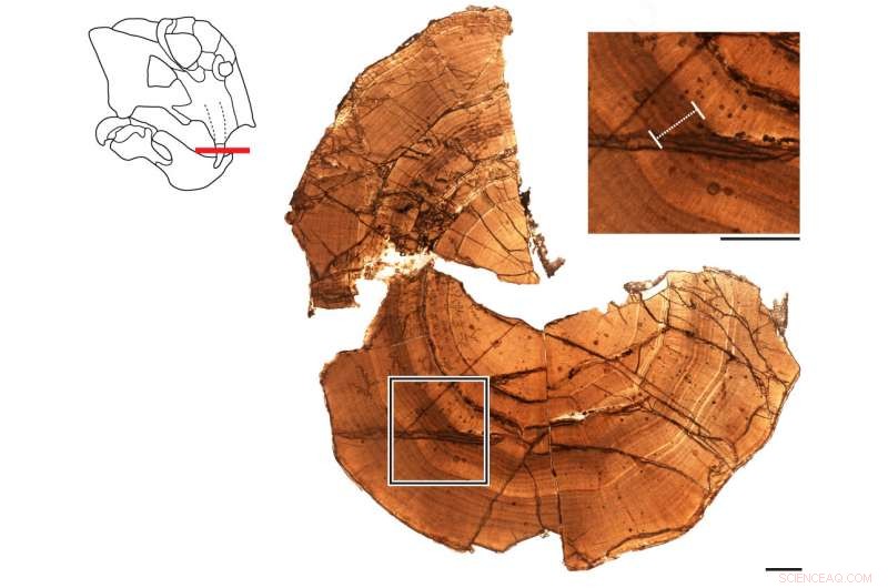 250-Million-Year-Old Antarctic Fossil Reveals Early Hibernation-like State