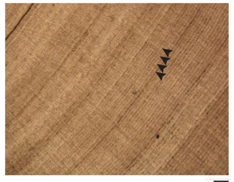 250-Million-Year-Old Antarctic Fossil Reveals Early Hibernation-like State