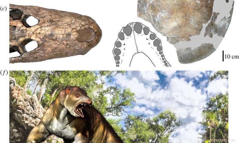 Fossil Evidence Reveals Ancient Sloth Bitten by Giant Crocodile