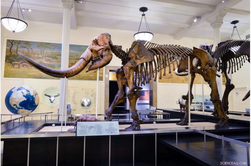 Mastodons Migrated Northward in Response to Climate Change, New Study Reveals