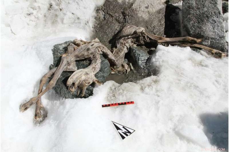 400-Year-Old Chamois in Val Aurina Paves the Way for Ice Mummy Research