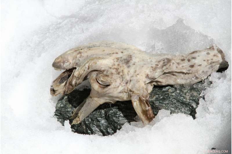 400-Year-Old Chamois in Val Aurina Paves the Way for Ice Mummy Research