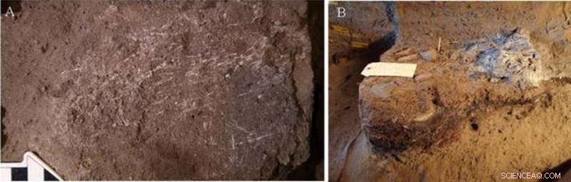 Ancient Grass Bedding: Discovering 200,000‑Year‑Old Fossil Beds in South Africa