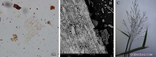 Ancient Grass Bedding: Discovering 200,000‑Year‑Old Fossil Beds in South Africa
