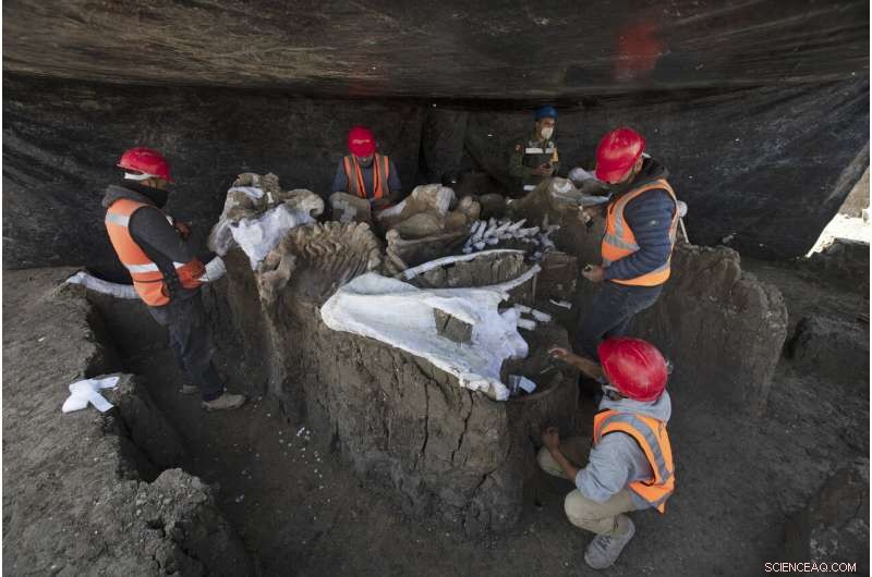 Ancient Mammoth Skeleton Unearthed During Mexico City Airport Construction