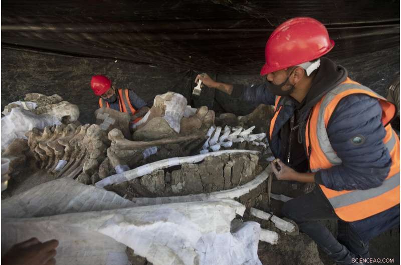 Ancient Mammoth Skeleton Unearthed During Mexico City Airport Construction
