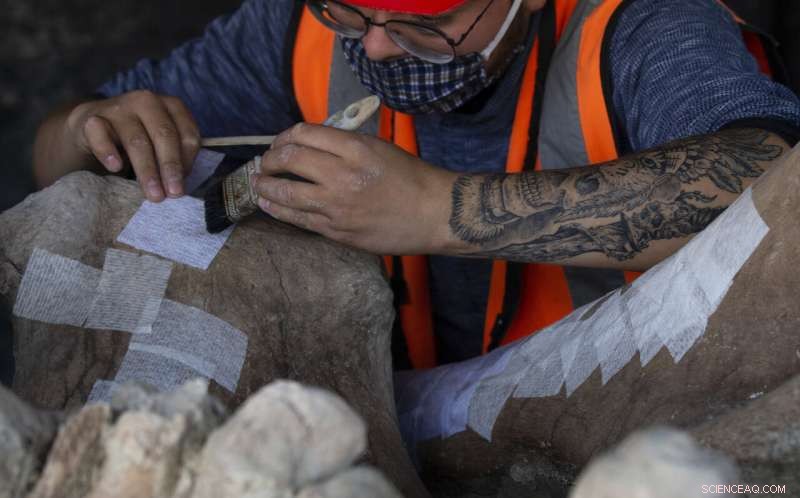 Ancient Mammoth Skeleton Unearthed During Mexico City Airport Construction