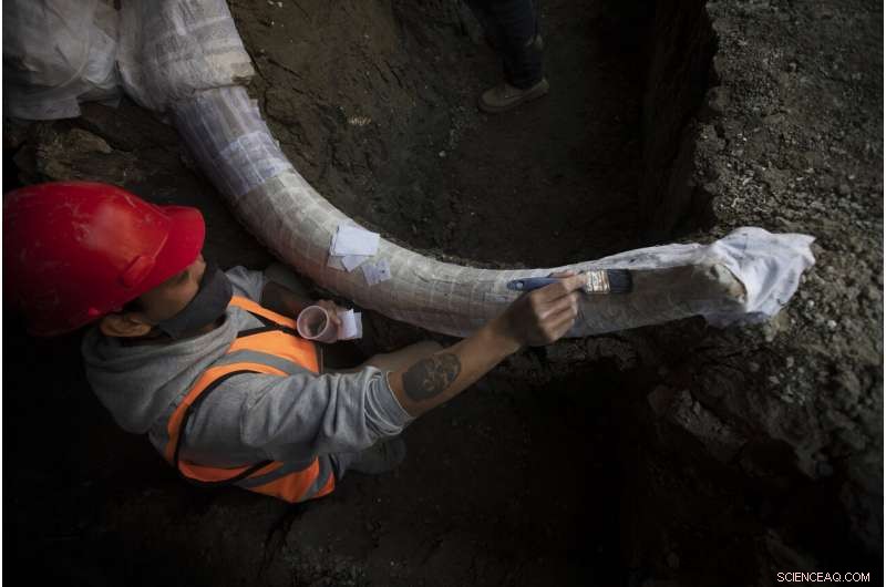 Ancient Mammoth Skeleton Unearthed During Mexico City Airport Construction