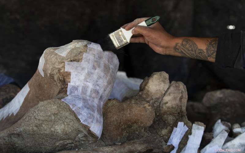 Ancient Mammoth Skeleton Unearthed During Mexico City Airport Construction